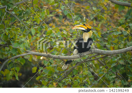 Male great hornbill turns head on branch Male great hornbill turns head on branch 142199249
