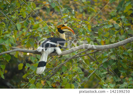 Male great hornbill watches camera from tree Male great hornbill watches camera from tree 142199250
