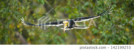 Panorama of male great hornbill spreading wings Panorama of male great hornbill spreading wings 142199253