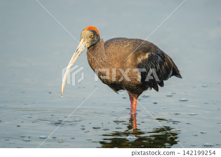Red-necked ibis wades through shallows in sunshine Red-necked ibis wades through shallows in sunshine 142199254