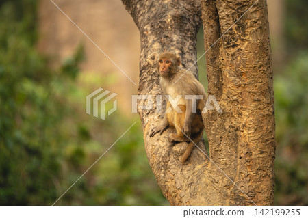 Rhesus macaque sits looking out from tree Rhesus macaque sits looking out from tree 142199255
