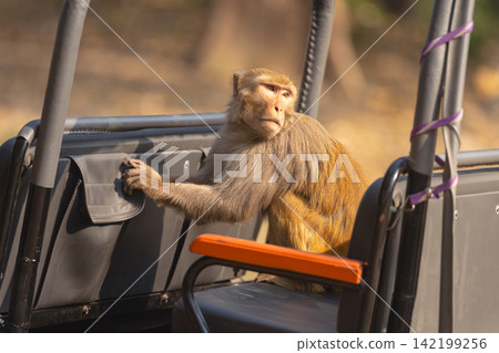 Rhesus macaque sits looking through car pockets Rhesus macaque sits looking through car pockets 142199256