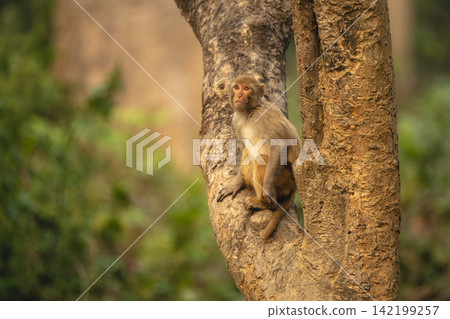 Rhesus macaque sits looking up in tree Rhesus macaque sits looking up in tree 142199257