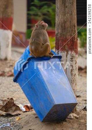 Rhesus macaque sits on bin looking up Rhesus macaque sits on bin looking up 142199258