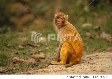 Rhesus macaque sits on ground eyeing camera Rhesus macaque sits on ground eyeing camera 142199260