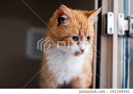 Curious ginger kitten perched on indoor windowsill, gazing outside with bright alert expression in soft natural light, fluffy fur, white chest markings, cozy home setting Curious ginger kitten perched on indoor windowsill, gazing outside with bright alert expression in soft natural light, fluffy fur, white chest markings, cozy home setting 142199491