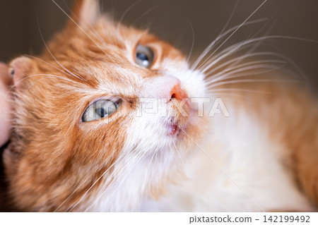Cat looking up, in indoor, with cat, from a close-up perspective, with orange, white accents, and curious mood, with nearby objects, in surrounding setting, showing the main action. Cat looking up, in indoor, with cat, from a close-up perspective, with orange, white accents, and curious mood, with nearby objects, in surrounding setting, showing the main action. 142199492