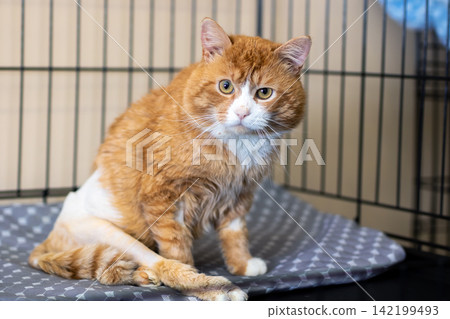 Orange tabby cat seated on gray padded bed inside metal wire enclosure, alert upright pose with white chest, muzzle, tucked front paws, short striped fur and warm indoor light Orange tabby cat seated on gray padded bed inside metal wire enclosure, alert upright pose with white chest, muzzle, tucked front paws, short striped fur and warm indoor light 142199493