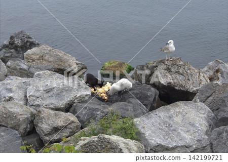 Cats are eating among seagulls on the rocky seacoast. Cats are eating among seagulls on the rocky seacoast. 142199721