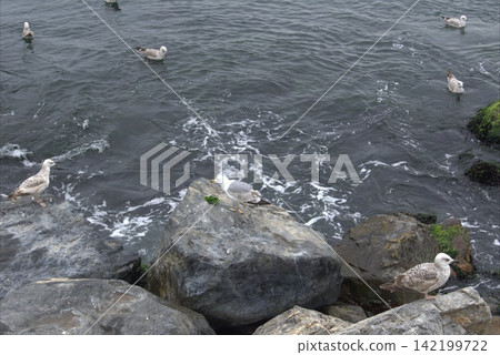 Seagulls on the rocky coast of the Sea of Marmara Seagulls on the rocky coast of the Sea of Marmara 142199722