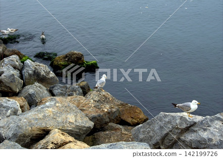 Seagulls on the rocky coast of the Sea of Marmara Seagulls on the rocky coast of the Sea of Marmara 142199726