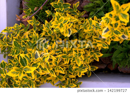 A background of dense leaves of Euonymus fortunei Emerald and Gold in a city flowerbed A background of dense leaves of Euonymus fortunei Emerald and Gold in a city flowerbed 142199727