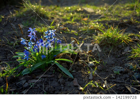 Siberian snowdrop or blue snowdrop in the rays of the setting spring sun Siberian snowdrop or blue snowdrop in the rays of the setting spring sun 142199728