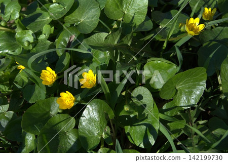 Marsh marigold a lush green background of leaves and yellow flowers. Marsh marigold a lush green background of leaves and yellow flowers. 142199730