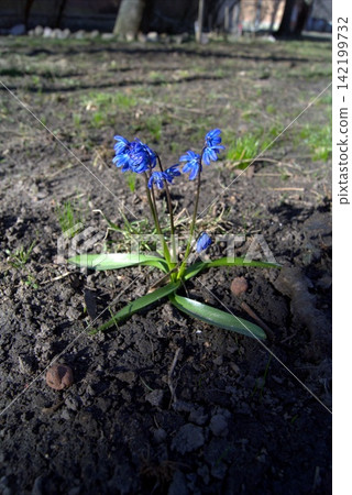 Siberian snowdrop or blue snowdrop in the rays of the setting spring sun Siberian snowdrop or blue snowdrop in the rays of the setting spring sun 142199732