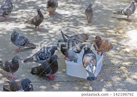 Pigeons Bathing in Bucket Pigeons Bathing in Bucket 142199792