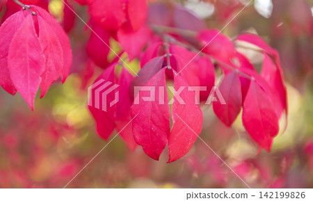 Autumn tree branch. Nature in fall season. Autumnal red leaves. Seasonal red leaves on tree. Natural autumn leaves. Autumn beauty of nature. Fall season nature. Fall leaves on tree Autumn tree branch. Nature in fall season. Autumnal red leaves. Seasonal red leaves on tree. Natural autumn leaves. Autumn beauty of nature. Fall season nature. Fall leaves on tree 142199826