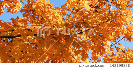 Fall season nature. Fall leaves of tree. Forest walk. Autumn tree. Nature in fall season. Autumnal sunny day. Seasonal leaves on tree. Natural autumn leaves. Autumn beauty of nature Fall season nature. Fall leaves of tree. Forest walk. Autumn tree. Nature in fall season. Autumnal sunny day. Seasonal leaves on tree. Natural autumn leaves. Autumn beauty of nature 142199828