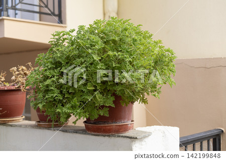 Green fern plant in terracotta pot on balcony ledge Green fern plant in terracotta pot on balcony ledge 142199848