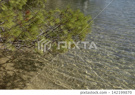 Pine tree branch over clear lake water with sandy shore Pine tree branch over clear lake water with sandy shore 142199870