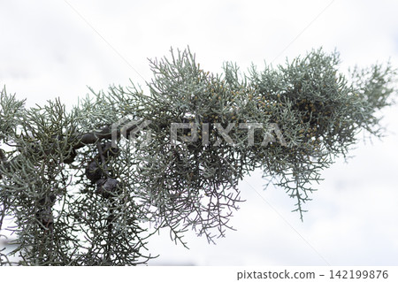 Conifer branch with small berries in winter snow Conifer branch with small berries in winter snow 142199876