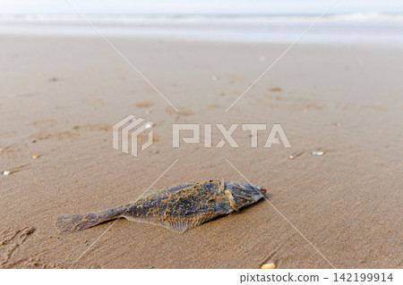 Dead European flounder washed ashore by waves and stranded at low tide on North Sea beach Dead European flounder washed ashore by waves and stranded at low tide on North Sea beach 142199914