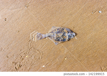 European flounder washed ashore on sandy North Sea beach in Wijk aan Zee Netherlands 142199915