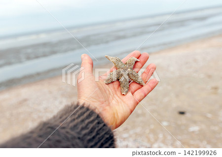 Hand holding common starfish washed ashore on North Sea beach in Wijk aan Zee Netherlands Hand holding common starfish washed ashore on North Sea beach in Wijk aan Zee Netherlands 142199926