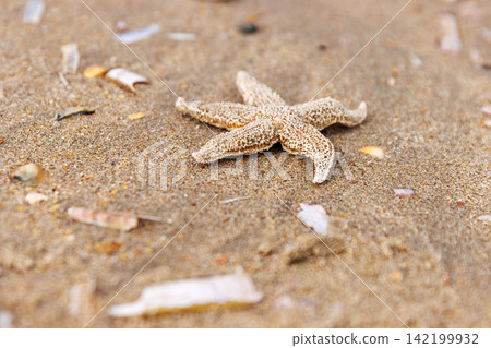 Common starfish washed ashore on sandy North Sea beach in Netherlands. Selective focus Common starfish washed ashore on sandy North Sea beach in Netherlands. Selective focus 142199932