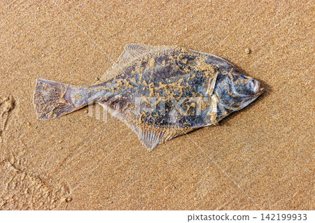 Dead European flounder washed ashore on sandy North Sea beach in Wijk aan Zee Netherlands Dead European flounder washed ashore on sandy North Sea beach in Wijk aan Zee Netherlands 142199933