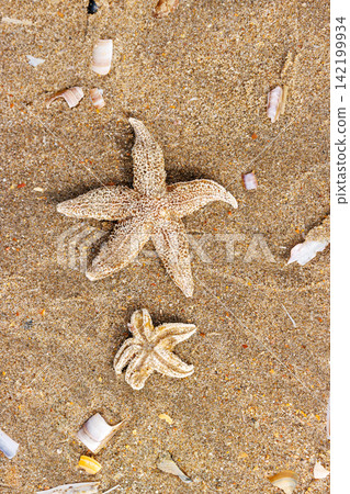 Two common starfish Asterias rubens washed ashore on sandy North Sea beach Two common starfish Asterias rubens washed ashore on sandy North Sea beach 142199934