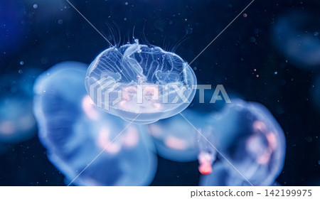 Abstract electric blue neon background featuring single translucent medusa pattern Abstract electric blue neon background featuring single translucent medusa pattern 142199975