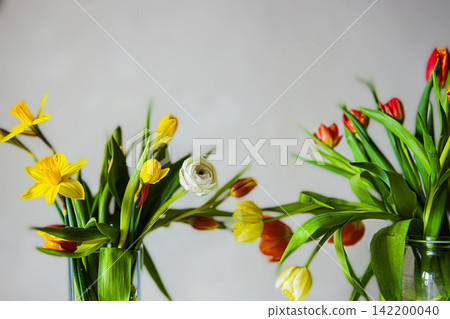 Two bouquets of yellow daffodils, red and yellow tulips, and a single white ranunculus in clear glass vases against a neutral background. Shallow depth of field. Soft focus Two bouquets of yellow daffodils, red and yellow tulips, and a single white ranunculus in clear glass vases against a neutral background. Shallow depth of field. Soft focus 142200040