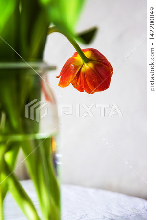 A single red tulip in a clear glass vase placed on a white round table against a neutral background. Shallow depth of field. Soft focus A single red tulip in a clear glass vase placed on a white round table against a neutral background. Shallow depth of field. Soft focus 142200049