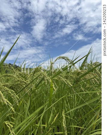 稻田裡的稻稈和夏日的藍天預示著豐收。 稻田裡的稻稈和夏日的藍天預示著豐收。 142200253