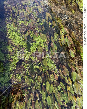 Green aquatic plants swaying in the clear, pristine stream Green aquatic plants swaying in the clear, pristine stream 142200413