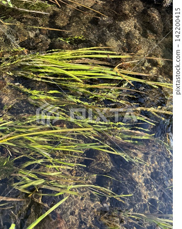 The crystal-clear stream that reaches the bottom and the shimmering aquatic plants create a natural breeze. The crystal-clear stream that reaches the bottom and the shimmering aquatic plants create a natural breeze. 142200415