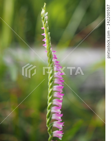 螺旋狀盛開的花（20260809150252） 142200507