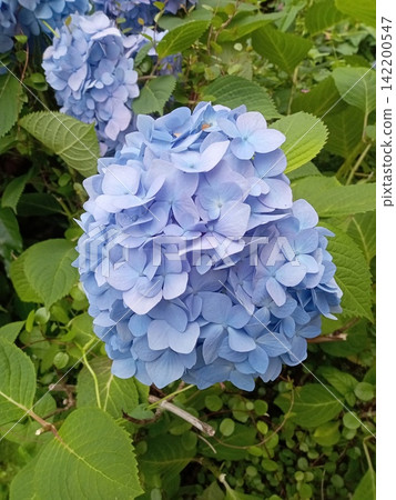 Blue hydrangea flowers and green leaves Blue hydrangea flowers and green leaves 142200547