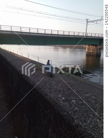 一隻鴿子棲息在河邊和鐵路橋旁的混凝土牆上。 一隻鴿子棲息在河邊和鐵路橋旁的混凝土牆上。 142200548