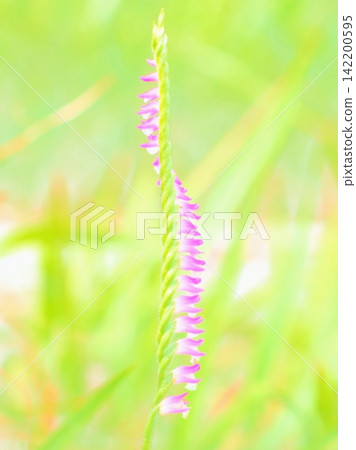 Flowers that bloom in a spiral pattern (afw20260809150354) Flowers that bloom in a spiral pattern (afw20260809150354) 142200595