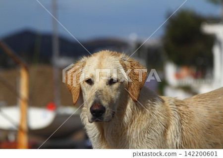 portrait of a cute dog portrait of a cute dog 142200601