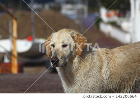 portrait of a cute dog portrait of a cute dog 142200664