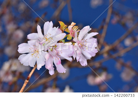 服部綠地都市綠化植物園十月櫻花盛開 142200733