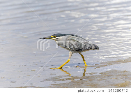 沙魚在灘塗中尋找食物 沙魚在灘塗中尋找食物 142200742
