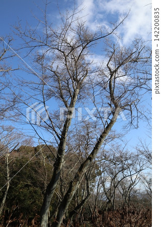 2014, Kagawa Prefecture, Mitoyo City, Landscape, Takuma Town, Shiunideyama Mountain, Part 99 2014, Kagawa Prefecture, Mitoyo City, Landscape, Takuma Town, Shiunideyama Mountain, Part 99 142200835