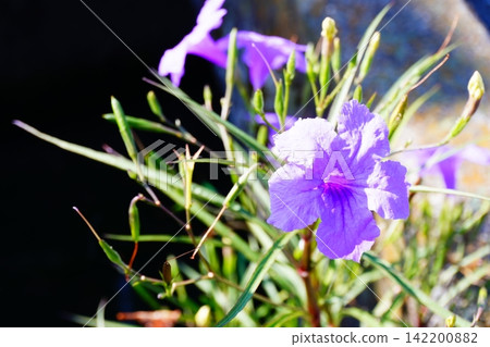 紫色的花開在冬天 紫色的花開在冬天 142200882