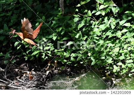 A ruddy kingfisher caught a crayfish. 142201009