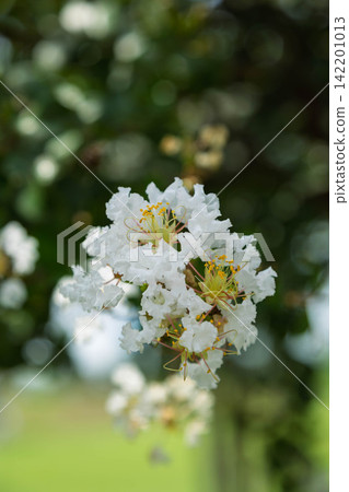 白縐myb花 白縐myb花 142201013