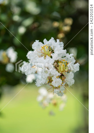 白縐myb花 白縐myb花 142201014